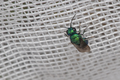 Chrysididae