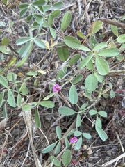 Tephrosia purpurea