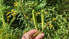 Lilium formosanum