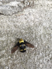 Sataspes xylocoparis
