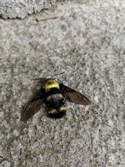 Sataspes xylocoparis