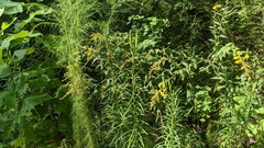 Lilium formosanum