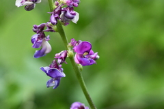Oxyrhynchus populneus