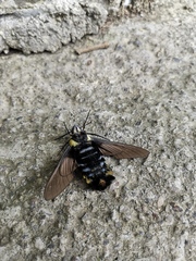 Sataspes xylocoparis
