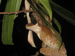 Osteocephalus taurinus