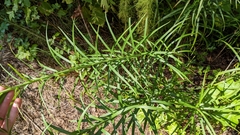 Lilium formosanum