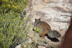 Otospermophilus variegatus
