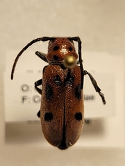 Tetraopes tetrophthalmus