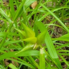 Carex intumescens