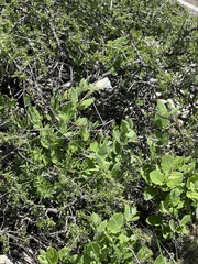 Mandevilla macrosiphon