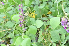 Oxyrhynchus populneus
