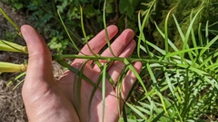 Lilium formosanum