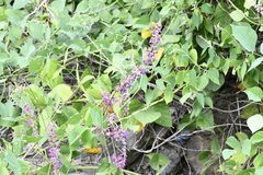 Oxyrhynchus populneus