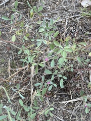Tephrosia purpurea