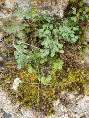 Asplenium ruta-muraria