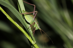 Isophya pyrenaea
