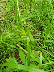 Carex intumescens