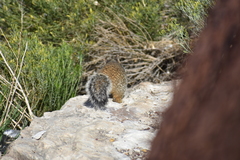 Otospermophilus variegatus