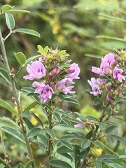 Lespedeza virginica