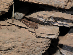 Aiolopus strepens