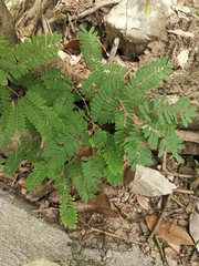 Dalbergia mimosoides