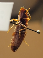 Hemicrepidius