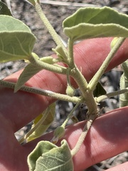 Horsfordia newberryi
