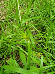 Carex intumescens