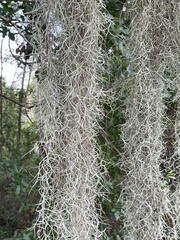 Tillandsia usneoides