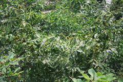 Platycarya strobilacea