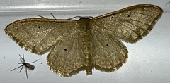 Idaea straminata