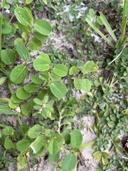 Alysicarpus ovalifolius