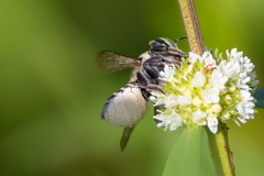 Megachile mendica