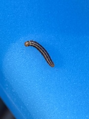 Homoeosoma electella