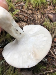 Russula fragilis
