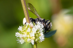Megachile mendica