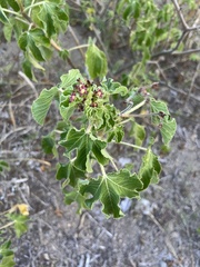 Jatropha gossypiifolia
