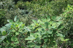 Cotinus coggygria