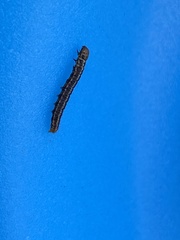 Homoeosoma electella