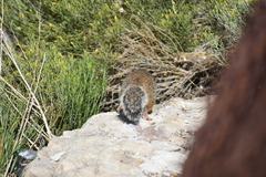 Otospermophilus variegatus