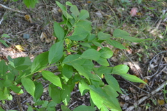 Vaccinium corymbosum
