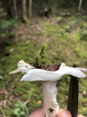 Russula fragilis
