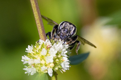 Megachile mendica