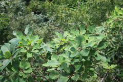 Cotinus coggygria