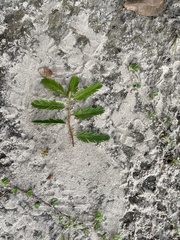 Chamaecrista nictitans