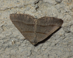 Scotopteryx