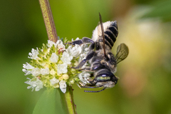 Megachile mendica
