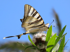 Iphiclides feisthamelii