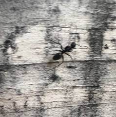 Camponotus pennsylvanicus