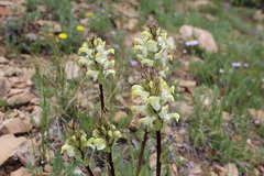 Pedicularis parryi